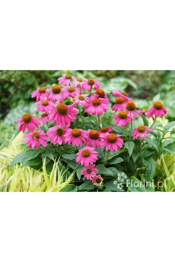 Jeżówka purpurowa 'Pow Wow Wild Berry' | Echinacea purpurea