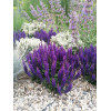 Szałwia Sensation 'Compact Deep Blue' | Salvia