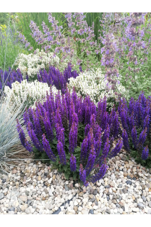 Szałwia Sensation 'Compact Deep Blue' | Salvia