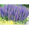 Szałwia Sensation 'Compact Deep Blue' | Salvia