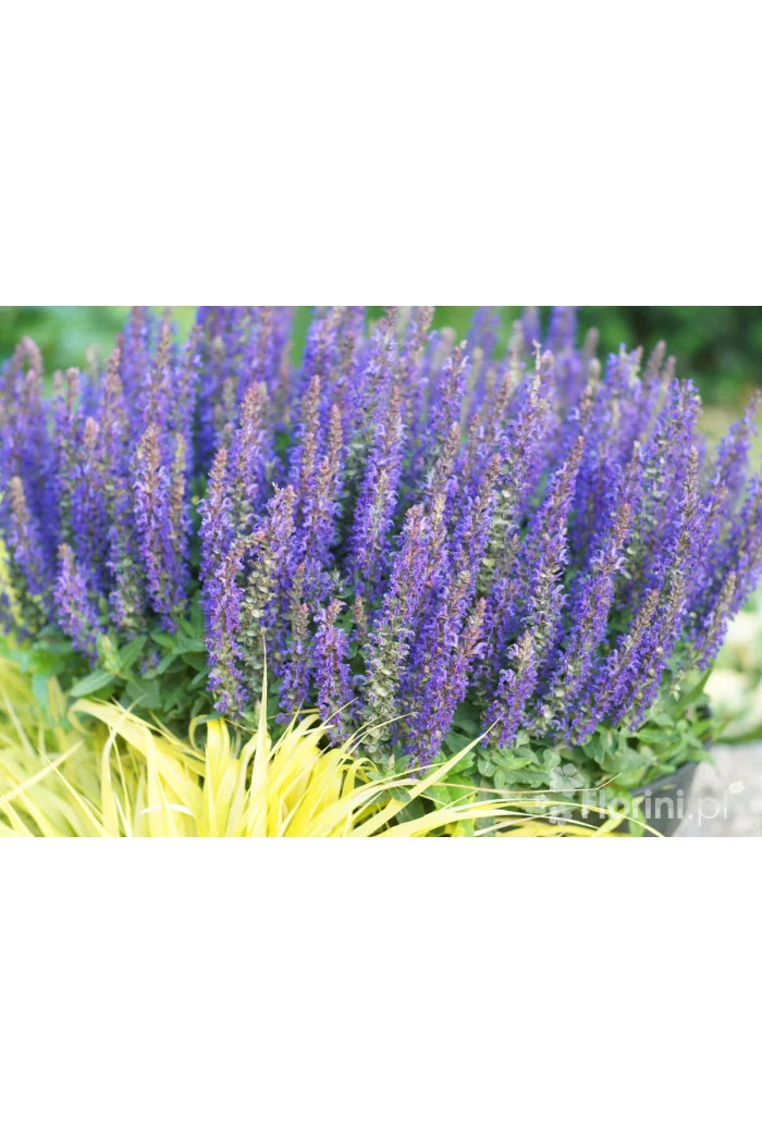 Szałwia Sensation 'Compact Deep Blue' | Salvia