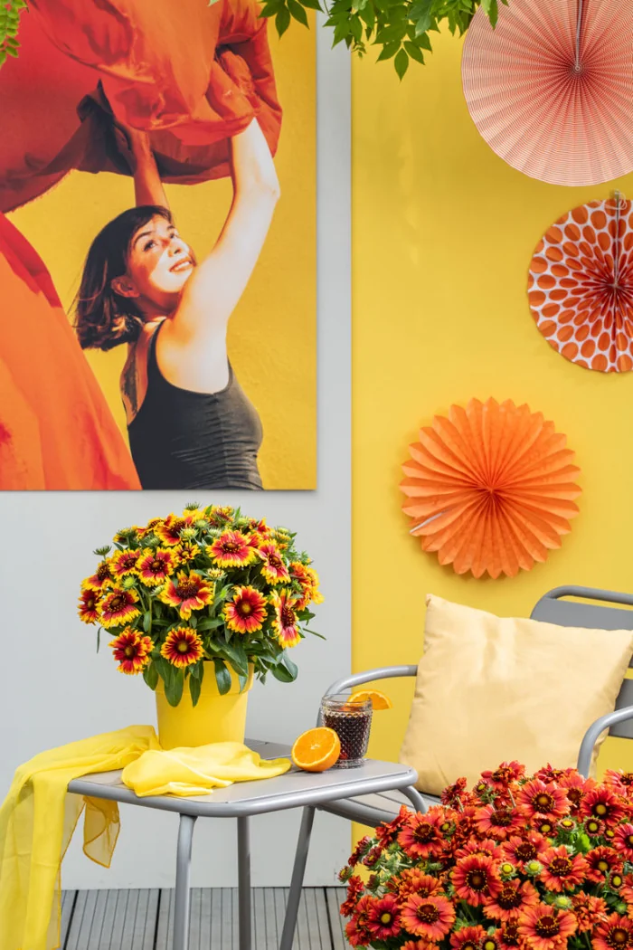 Gailardia 'Guapa Flamenco Bicolor' | Gaillardia