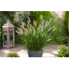 Rozplenica japońska 'Hameln' | Pennisetum alopecuroides
