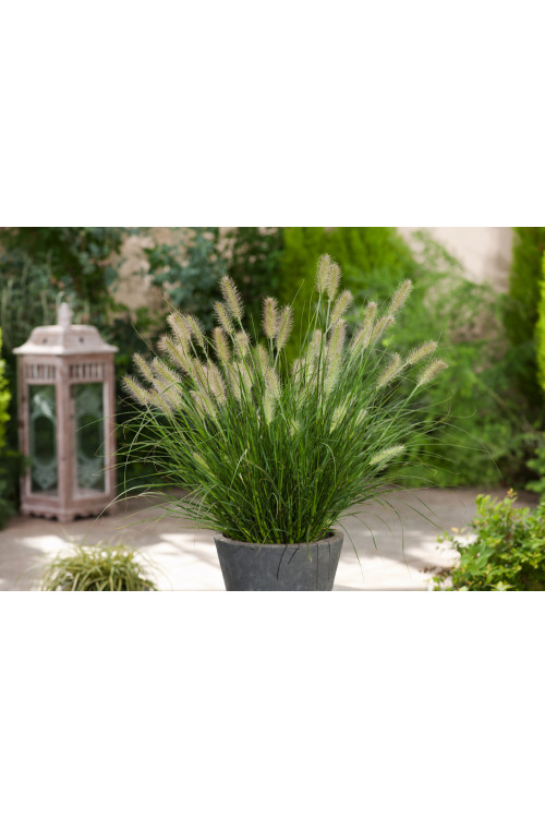 Rozplenica japońska 'Hameln' | Pennisetum alopecuroides