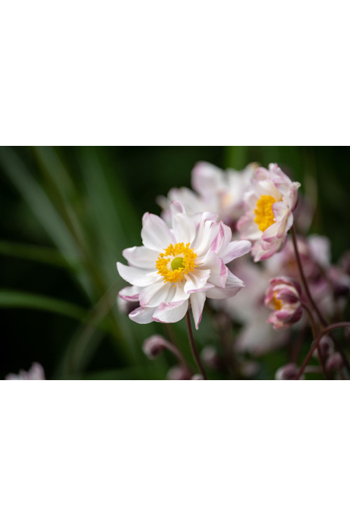 Zawilec japoński 'Garden Breeze Pink Touch' | Anemone japonica