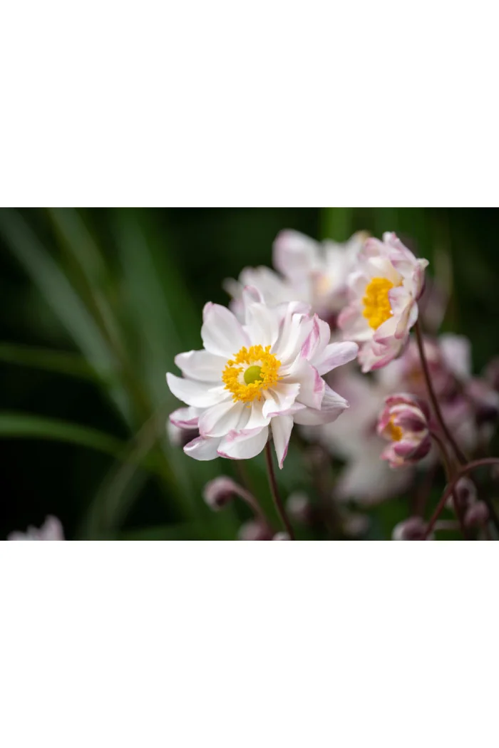 Zawilec japoński 'Garden Breeze Pink Touch' | Anemone japonica