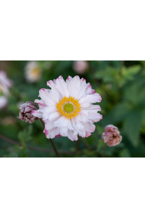 Zawilec japoński 'Garden Breeze Pink Touch' | Anemone japonica