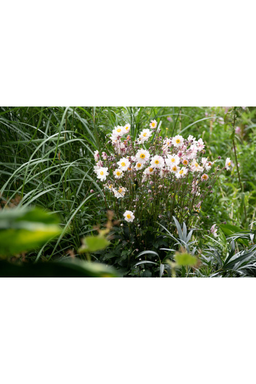 Zawilec japoński 'Garden Breeze Pink Touch' | Anemone japonica