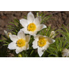 Sasanka zwyczajna 'PinWheel White' | Pulsatilla vulgaris