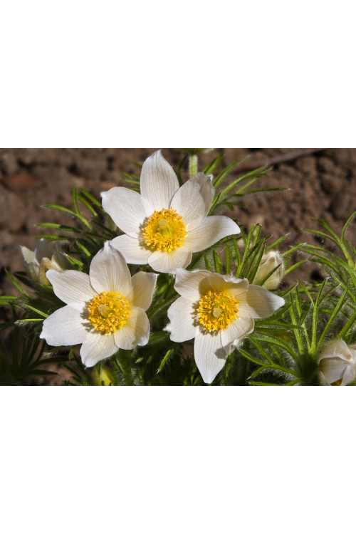 Sasanka zwyczajna 'PinWheel White' | Pulsatilla vulgaris