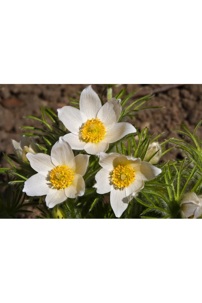 Sasanka zwyczajna 'PinWheel White' | Pulsatilla vulgaris