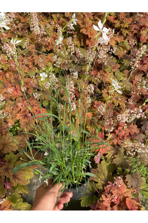 Gaura 'Whirling Butterflies' | Gaura