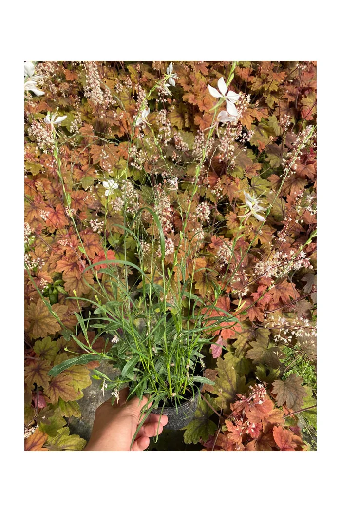 Gaura 'Whirling Butterflies' | Gaura