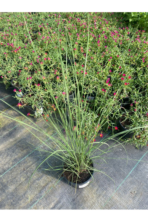 Muhlenbergia | Muhlenbergia reverchonii