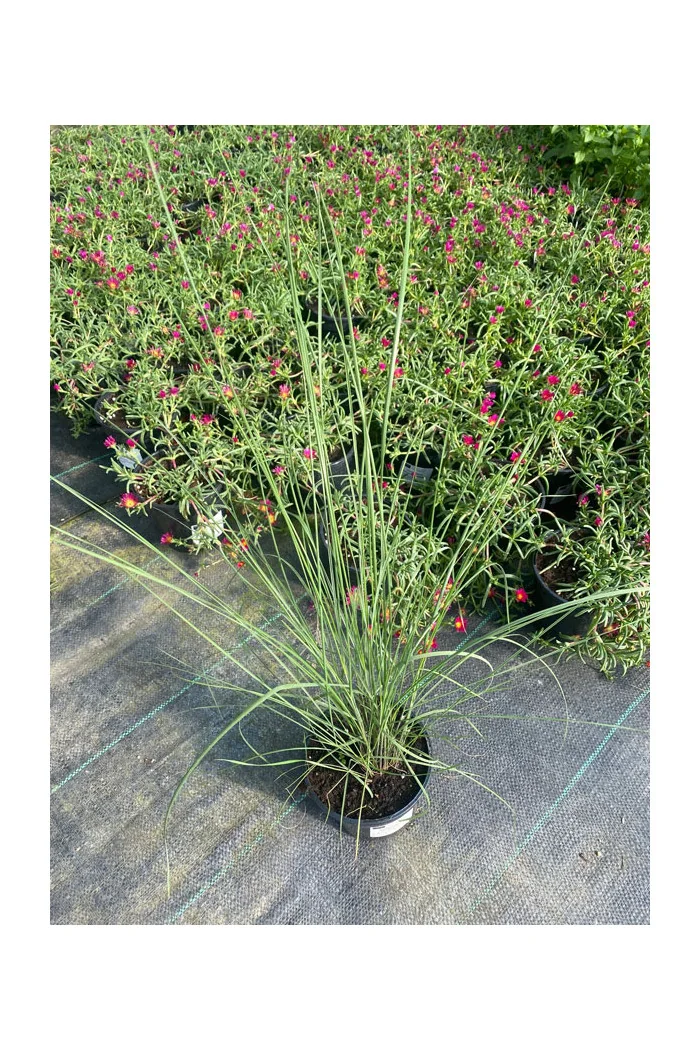 Muhlenbergia | Muhlenbergia reverchonii