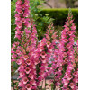 Naparstnica 'Berry Canary' | Digitalis digiplexis