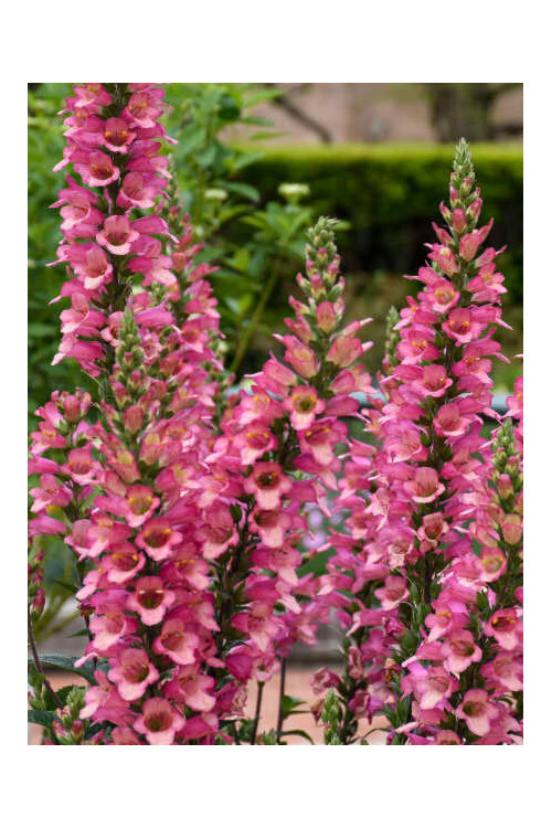 Naparstnica 'Berry Canary' | Digitalis digiplexis