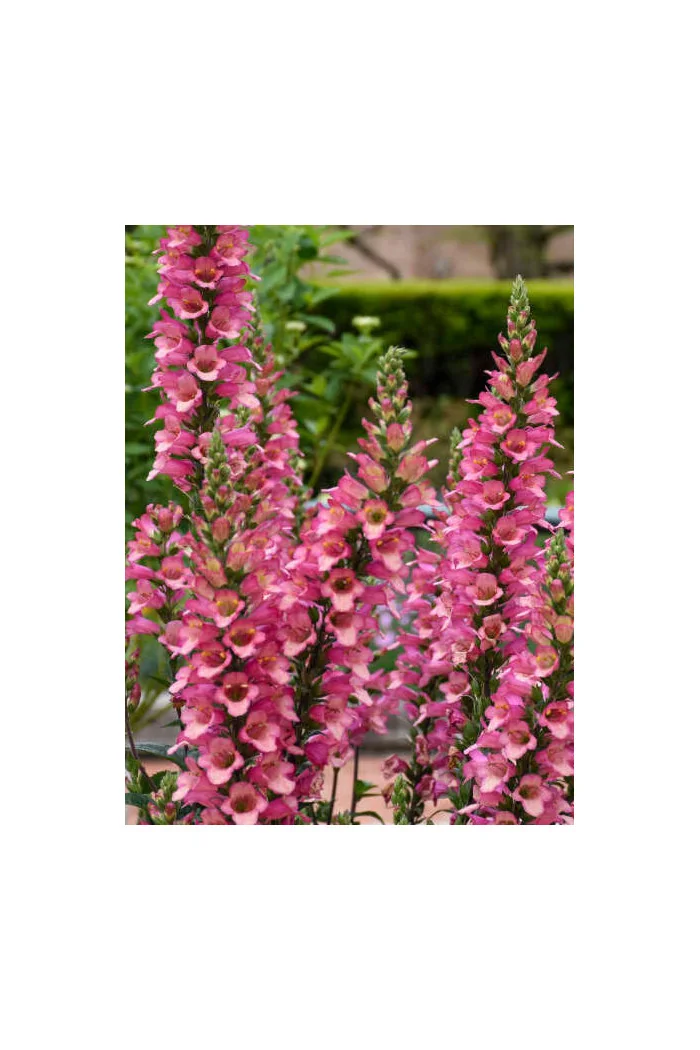 Naparstnica 'Berry Canary' | Digitalis digiplexis