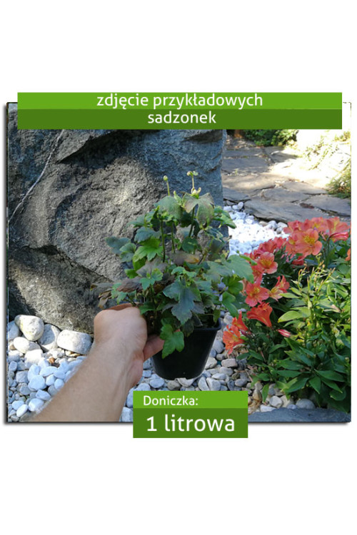 Zawilec japoński 'Serenade' | Anemone hupehensis