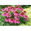Jeżówka purpurowa 'Pow Wow Wild Berry' | Echinacea purpurea