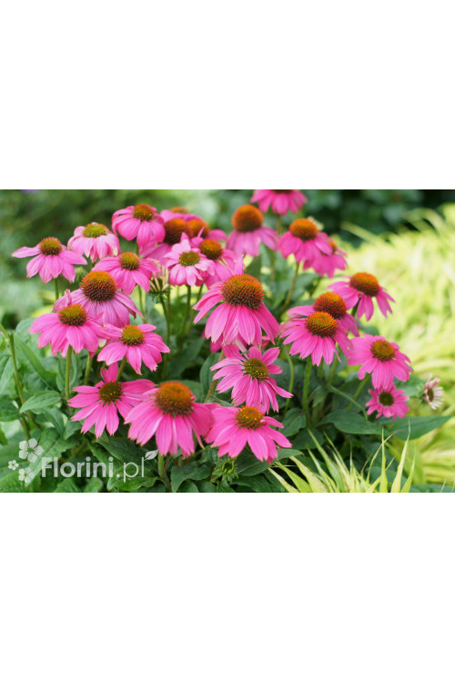 Jeżówka purpurowa 'Pow Wow Wild Berry' | Echinacea purpurea
