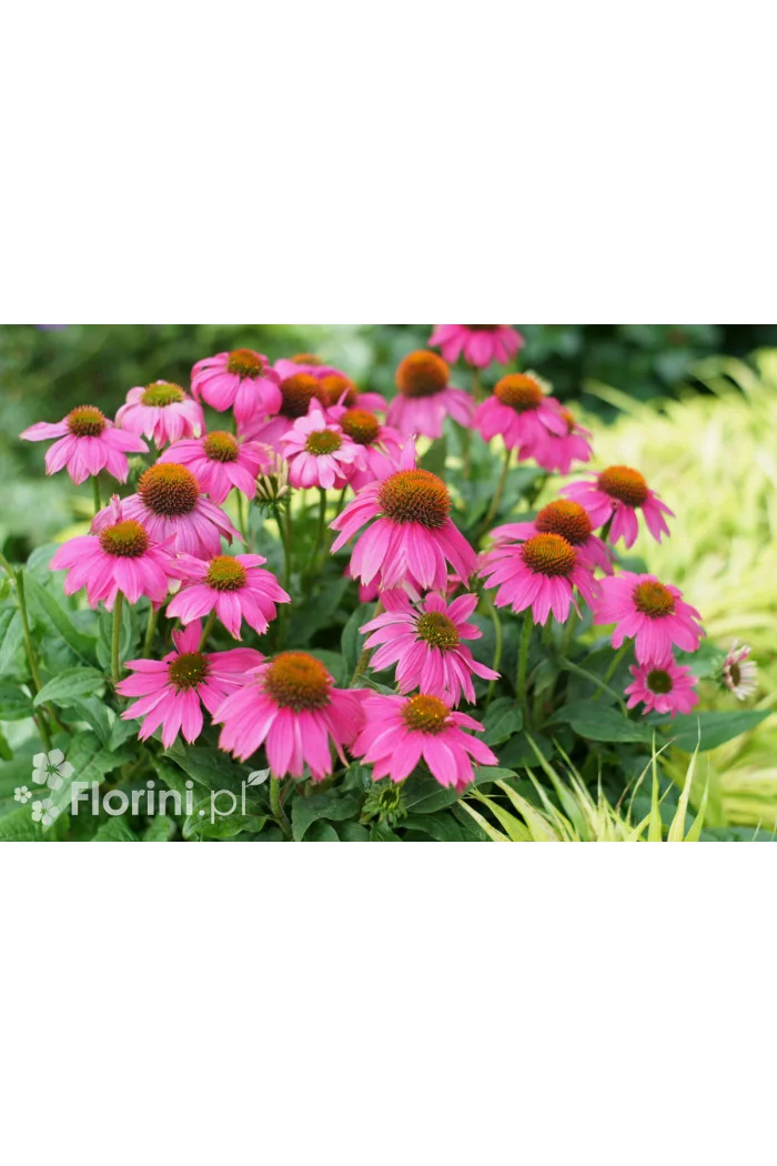 Jeżówka purpurowa 'Pow Wow Wild Berry' | Echinacea purpurea