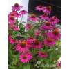 Jeżówka purpurowa 'Pow Wow Wild Berry' | Echinacea purpurea