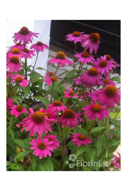 Jeżówka purpurowa 'Pow Wow Wild Berry' | Echinacea purpurea