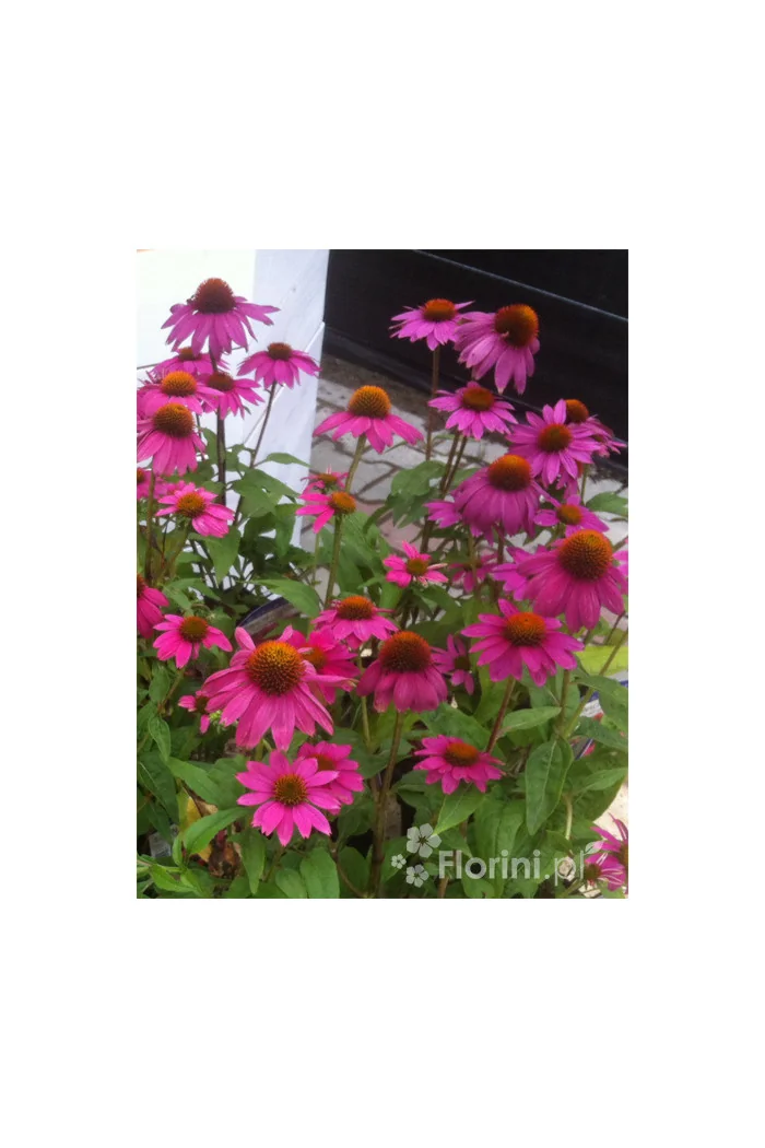 Jeżówka purpurowa 'Pow Wow Wild Berry' | Echinacea purpurea