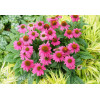 Jeżówka purpurowa 'Pow Wow Wild Berry' | Echinacea purpurea