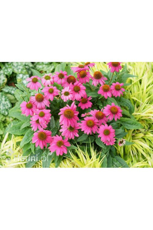 Jeżówka purpurowa 'Pow Wow Wild Berry' | Echinacea purpurea