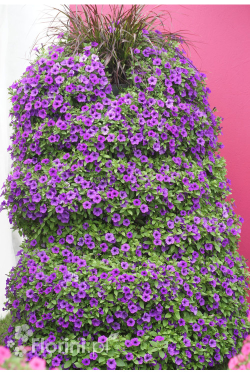 Supertunia MINI Vista 'Blue Violet'