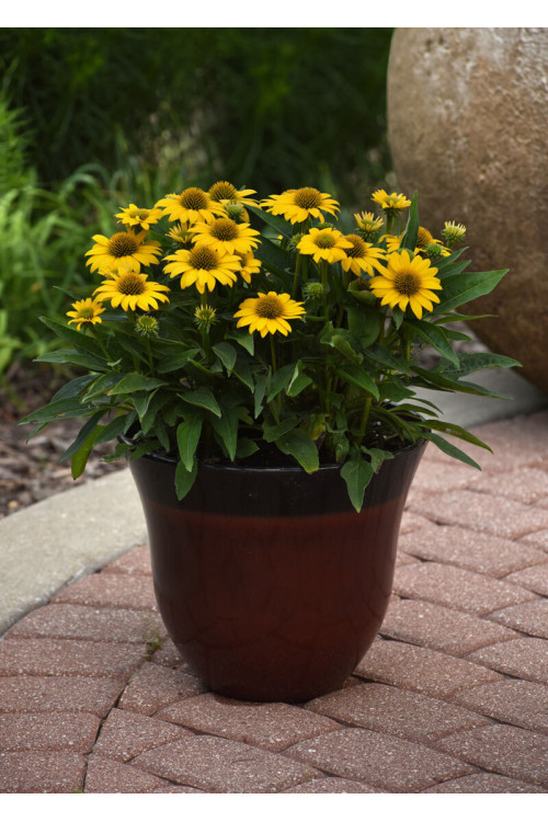 Jeżówka Sombrero 'Compact Yellow' | Echinacea