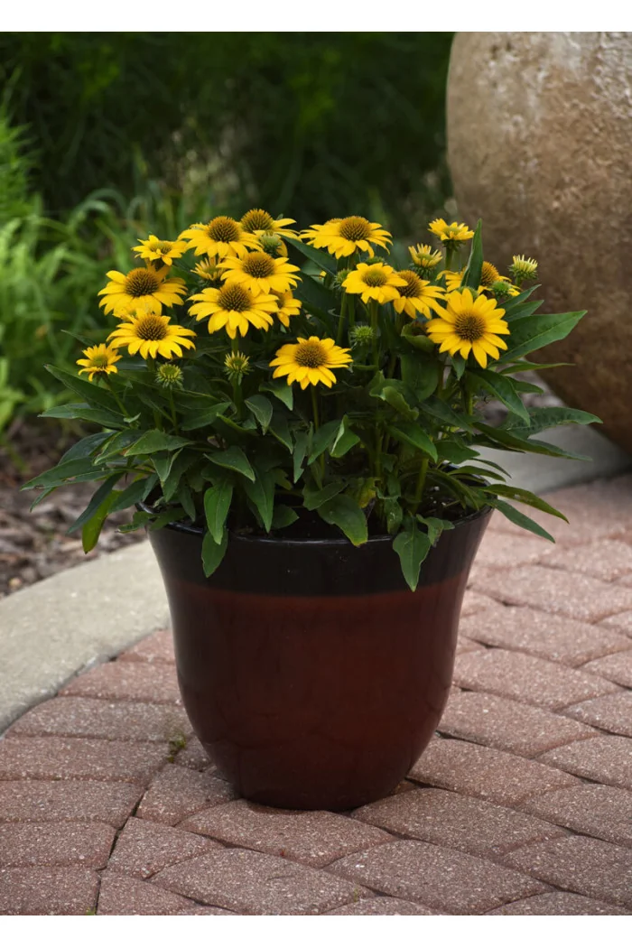 Jeżówka Sombrero 'Compact Yellow' | Echinacea