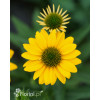 Jeżówka Sombrero 'Compact Yellow' | Echinacea