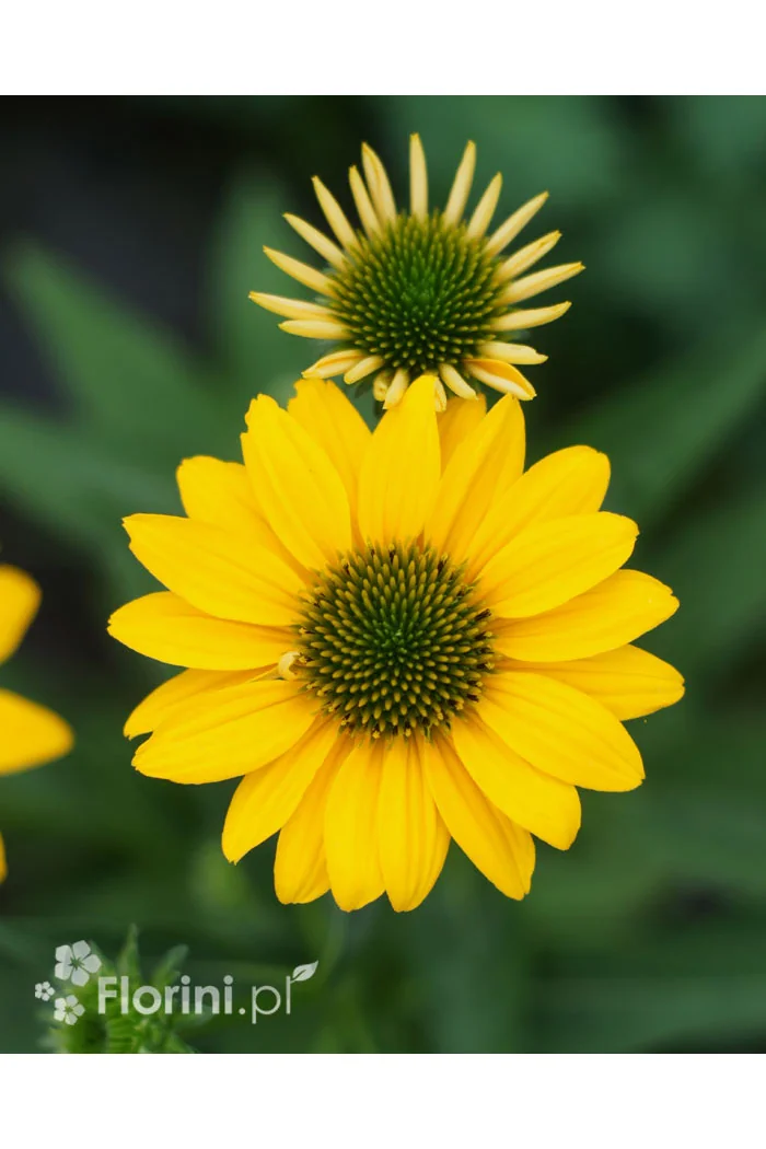 Jeżówka Sombrero 'Compact Yellow' | Echinacea