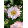 Zawilec japoński 'Garden Breeze Pink Touch' | Anemone japonica
