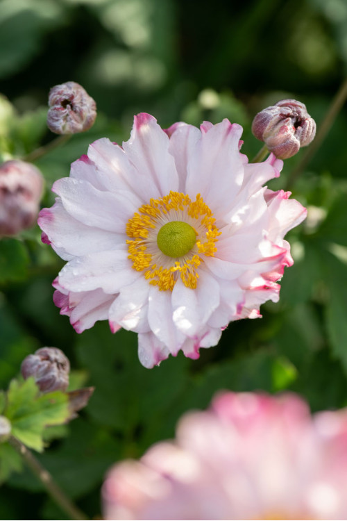 Zawilec japoński 'Garden Breeze Pink Touch' | Anemone japonica