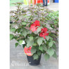 Hibiskus Summerific 'Holy Grail'