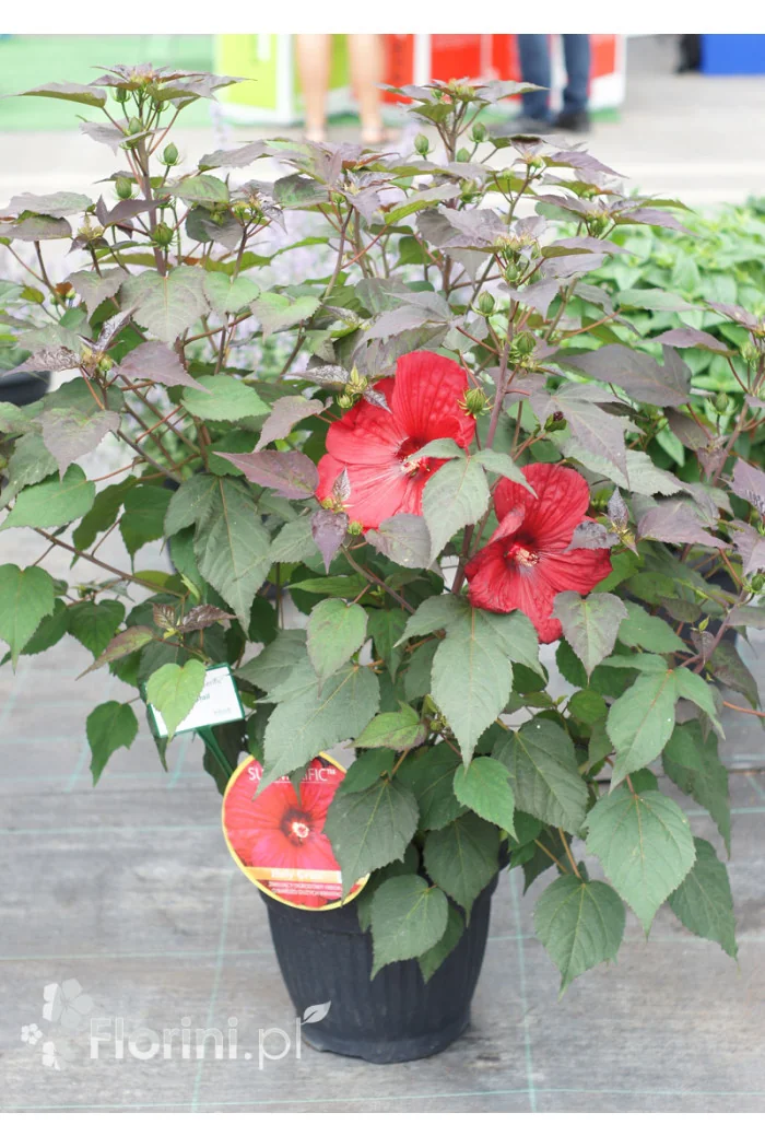 Hibiskus Summerific 'Holy Grail'