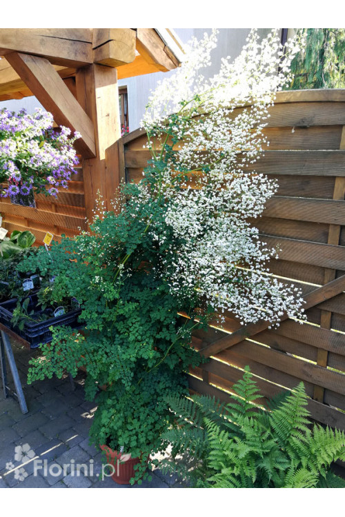 Rutewka 'White Cloud' | Thalictrum