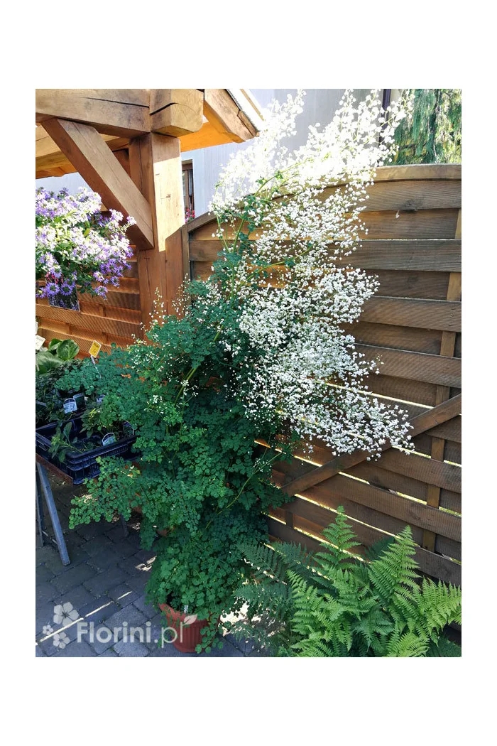 Rutewka 'White Cloud' | Thalictrum