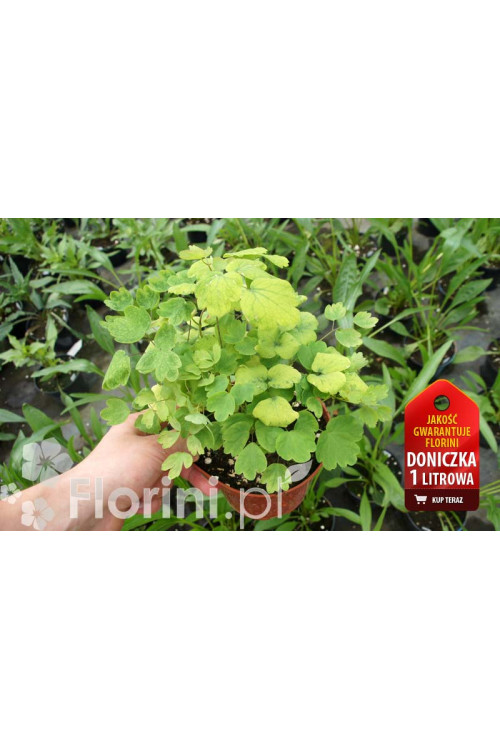 Rutewka 'White Cloud' | Thalictrum