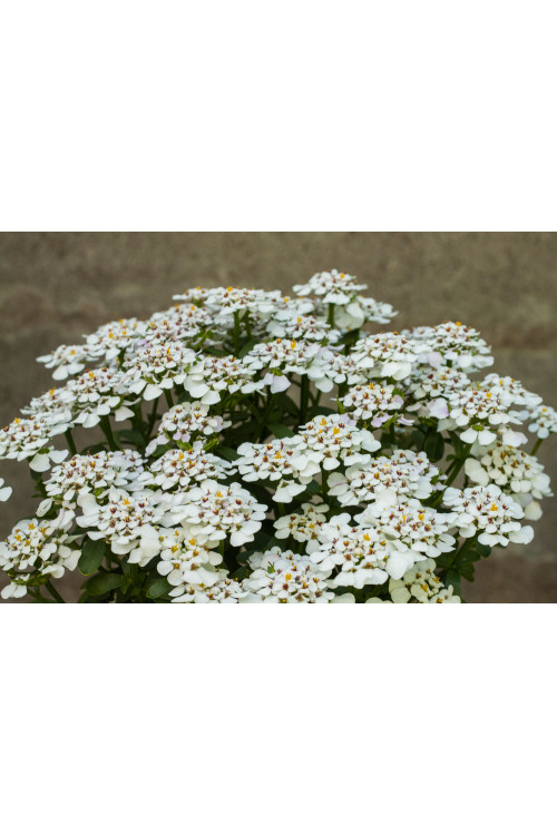 Ubiorek wieczniezielony 'Masterpiece' | Iberis sempervirens