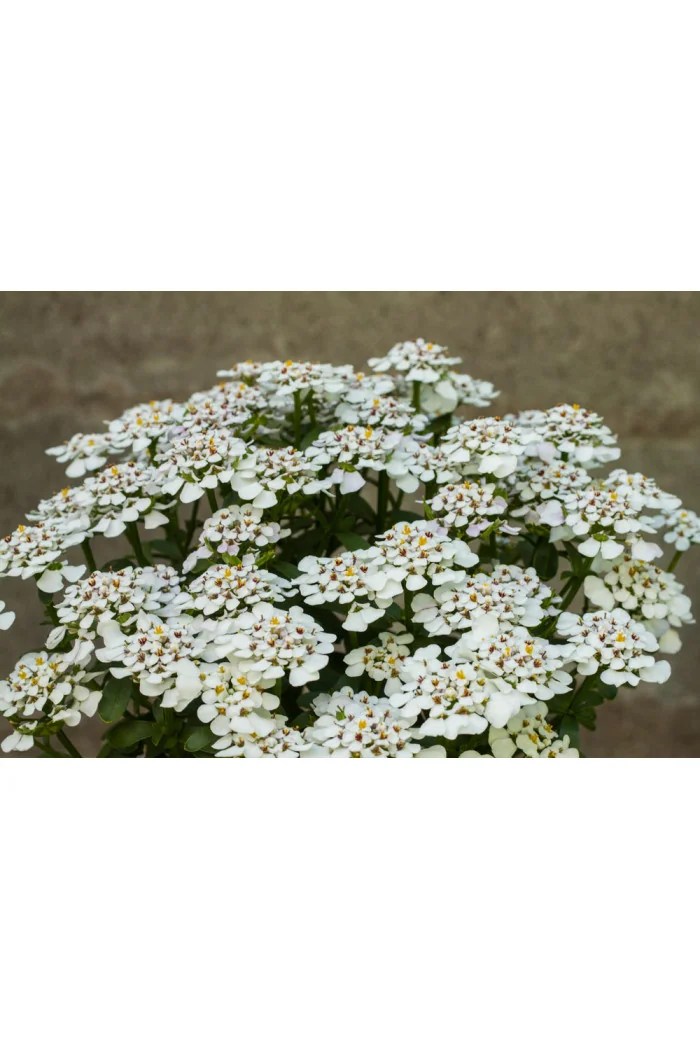 Ubiorek wieczniezielony 'Masterpiece' | Iberis sempervirens