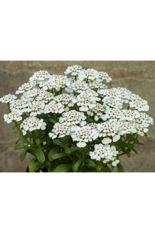 Ubiorek wieczniezielony 'Masterpiece' | Iberis sempervirens