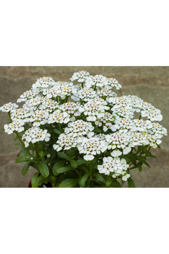 Ubiorek wieczniezielony 'Masterpiece' | Iberis sempervirens