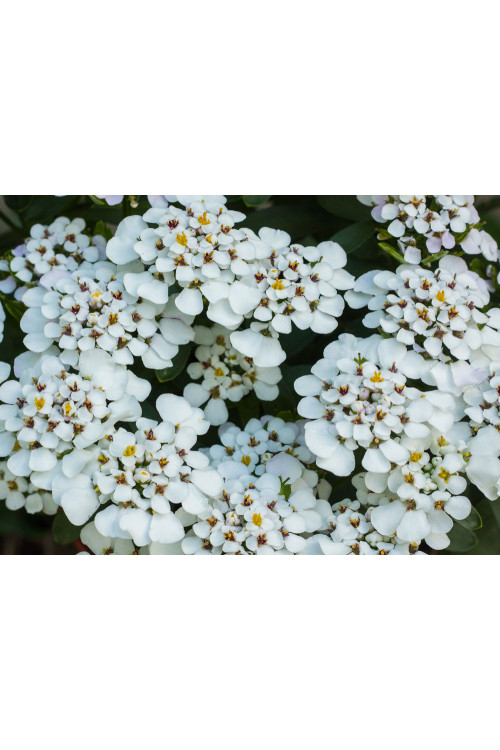 Ubiorek wieczniezielony 'Masterpiece' | Iberis sempervirens