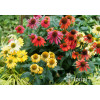 jeżówka, echinacea, jeżówka Cheyenne Spirit, sadzonki jeżówek, byliny lata, kwitnące jeżówki, sadzonki echinacea