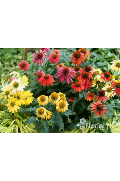 jeżówka, echinacea, jeżówka Cheyenne Spirit, sadzonki jeżówek, byliny lata, kwitnące jeżówki, sadzonki echinacea